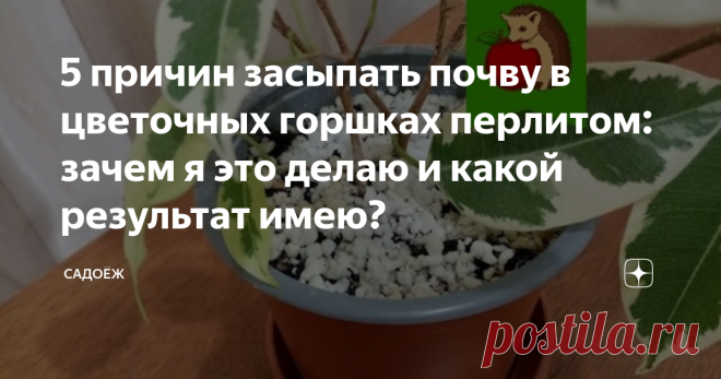5 причин засыпать почву в цветочных горшках перлитом: зачем я это делаю и какой результат имею?