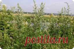 Полынь горькая - применение, свойства, лечение, рецепты.