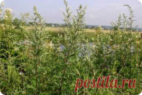 Полынь горькая - применение, свойства, лечение, рецепты.