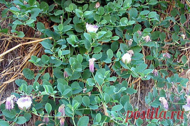 Каперсы: что это и с чем их едят? / Домоседы