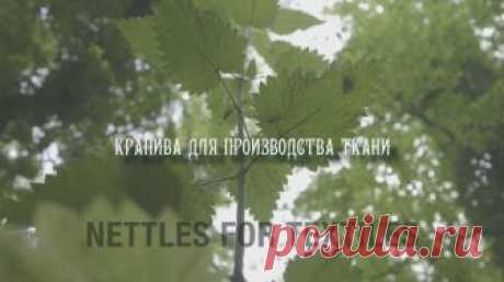 Как сделать ткань из крапивы