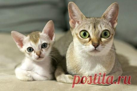 Самые красивые породы кошек