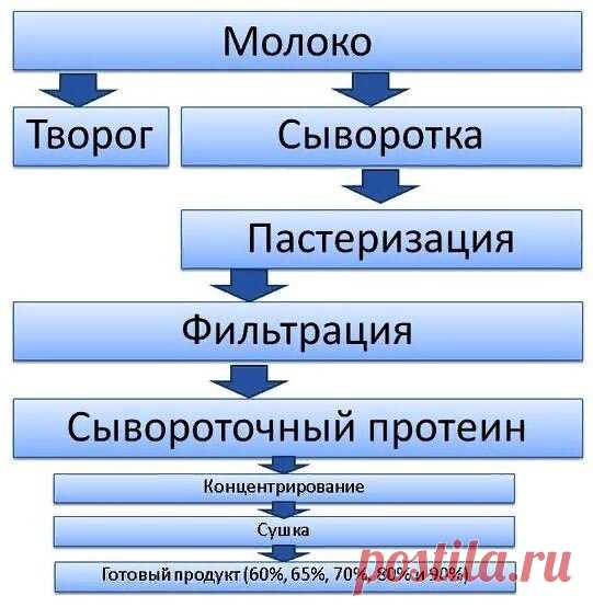 О протеиновых коктейлях: всё, что вы хотели знать
