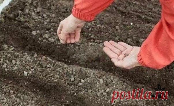 Цветы, которые можно сеять под зиму
⠀