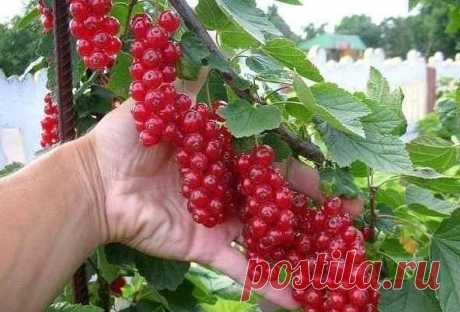 ЛЕТНЯЯ ОБРЕЗКА СМОРОДИНЫ:  4 основных совета.