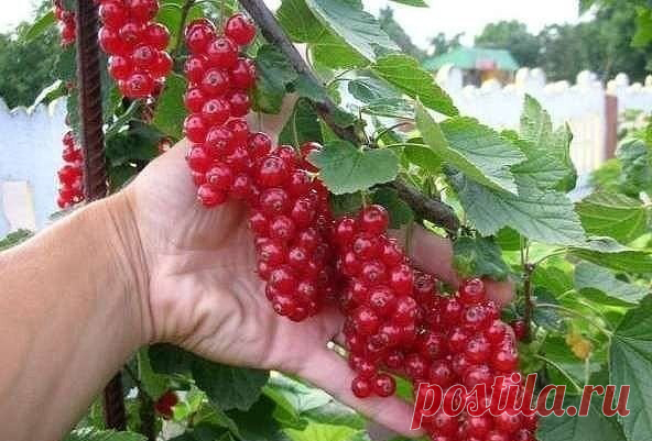 ЛЕТНЯЯ ОБРЕЗКА СМОРОДИНЫ:  4 основных совета.