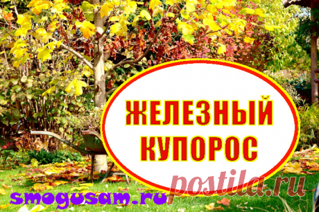 Железный купорос — почему так важен для сада