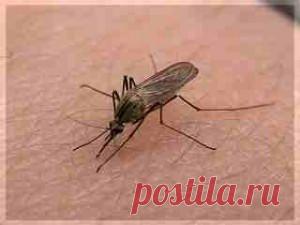 Лечение отравлений и укусов народными средствами