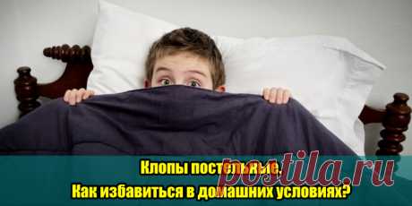 Клопы постельные. Как избавиться в домашних условиях? | Полезные советы