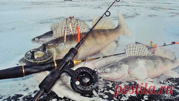 Зимние приманки на судака | GOFISHING CLUB | Яндекс Дзен