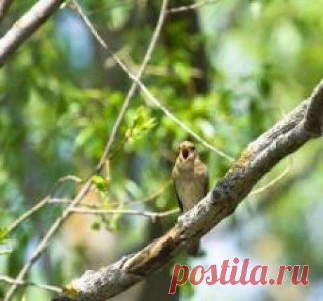 Сегодня 15 мая в народном календаре Борис и Глеб Сеятели