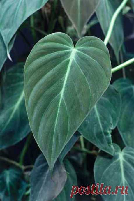Филодендрон - Philodendron описание и уход на FloralWorld.ru