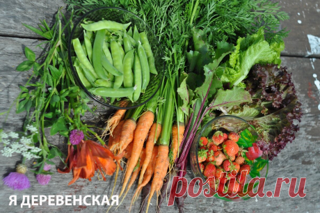 Огород для ленивых! Мой опыт природного земледелия | 6 соток