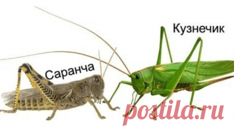 Народные приметы о саранче, к чему саранча снится:
К чему обнаружить саранчу в доме, на окне снаружи, в огороде, за пределами жилища. К чему снится целый рой саранчи, единичная особь, и другие 25 поверья: