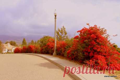 elena.vasqez — «Бугенвилии цвет...» на Яндекс.Фотках