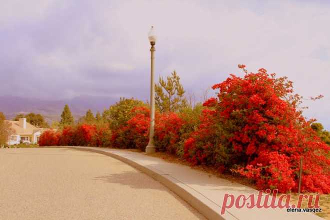 elena.vasqez — «Бугенвилии цвет...» на Яндекс.Фотках