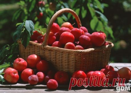 Заменители ядохимикатов Против земляничного клеща. 700 г измельченного чеснока залить 10 л кипятка, на следующий день развести в соотношении 1:7 и можно поливать землянику. Против тлей, личинок пилильщика. 400 г табака или махорки настоять двое суток в 10 л горячей воды, процедить и добавить 40 г хозяйственного мыла. или 400 г табака или махорки настоять двое суток в 10 л воды, затем 2 часа кипятят, охлаждают и процеживают. К отвару добавить 10 л воды и 40 г хозяйственного мыла на каждые 10 л…