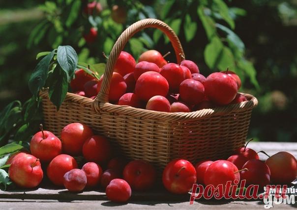 Заменители ядохимикатов Против земляничного клеща. 700 г измельченного чеснока залить 10 л кипятка, на следующий день развести в соотношении 1:7 и можно поливать землянику. Против тлей, личинок пилильщика. 400 г табака или махорки настоять двое суток в 10 л горячей воды, процедить и добавить 40 г хозяйственного мыла. или 400 г табака или махорки настоять двое суток в 10 л воды, затем 2 часа кипятят, охлаждают и процеживают. К отвару добавить 10 л воды и 40 г хозяйственного мыла на каждые 10 л…