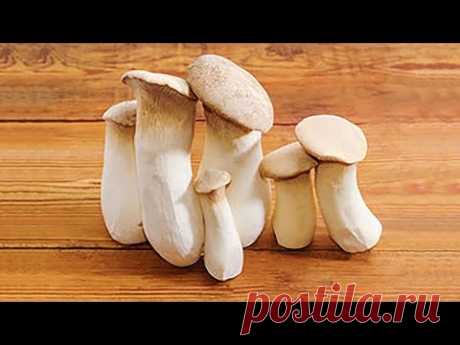 ПОТРЯСАЮЩЕ вкусные ГРИБНЫЕ СУПЫ - ТРИ РЕЦЕПТА сразу и очень вкусный домашний ХЛЕБ за полчаса!