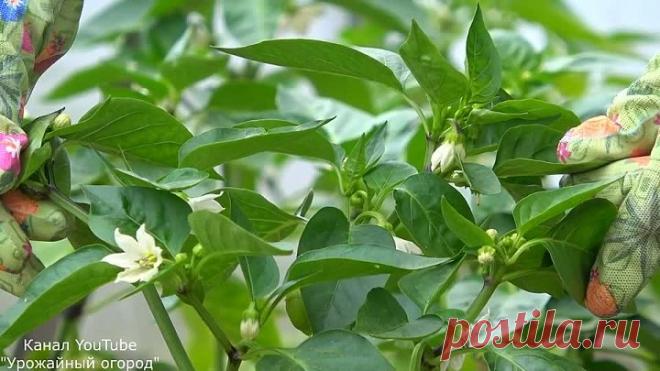 ВСЕ В ШОКЕ!ПЕРЕЦ БУДЕТЕ СОБИРАТЬ ЯЩИКАМИ ЕСЛИ СДЕЛАЕТЕ ЭТО!