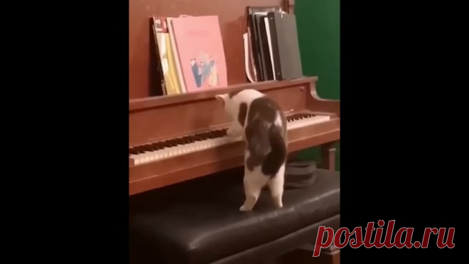 Выступает японская пианистка Котаки)))))))