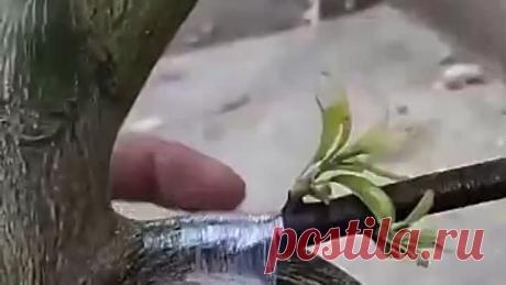 Лучшие способы прививки плодовых деревьев