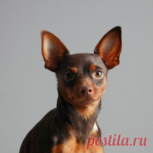 Pinscher: Saiba Tudo Sobre Essa Raça de Cachorro