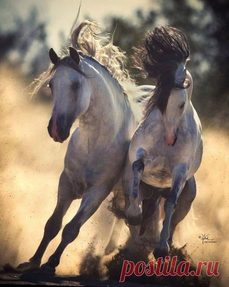 Очарование лошади