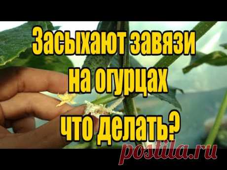 ОТСЫХАЮТ ЗАВЯЗИ НА ОГУРЦАХ?  СРОЧНО СДЕЛАЙТЕ ЭТУ ПОДКОРМКУ!