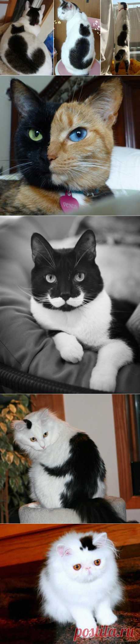 Кошки, над окрасом которых природа постаралась..  Узоры в виде сердечек и усов на шерсти кошек, разный цвет глаз или забавное выражение лица — редко встречающиеся явления в природе. Это происходит вследствие генной мутации, точно так же, как получаются новые породы.