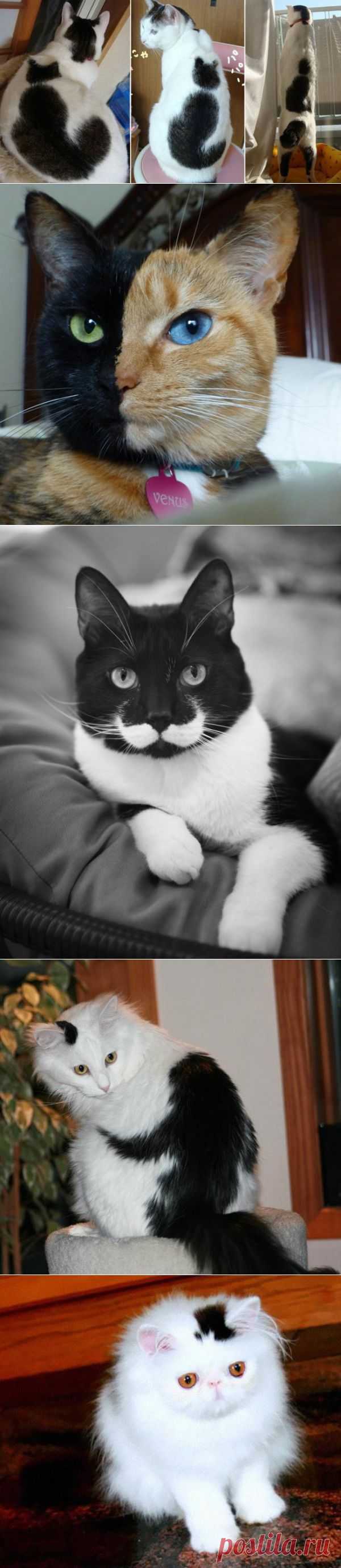 Кошки, над окрасом которых природа постаралась..  Узоры в виде сердечек и усов на шерсти кошек, разный цвет глаз или забавное выражение лица — редко встречающиеся явления в природе. Это происходит вследствие генной мутации, точно так же, как получаются новые породы.
