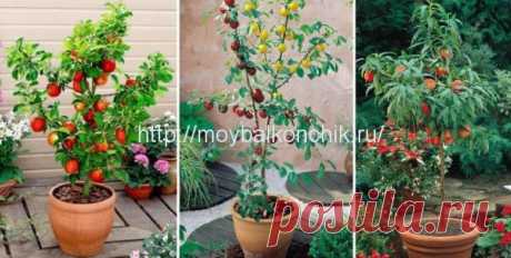 Деревья и кустарники на балконах и террасах
