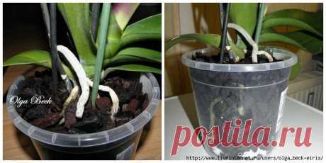 Орхидеи Фаленопсис (Phalaenopsis). Пересадка.