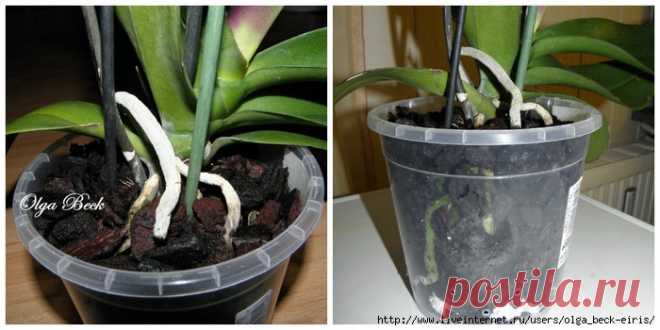 Орхидеи Фаленопсис (Phalaenopsis). Пересадка.