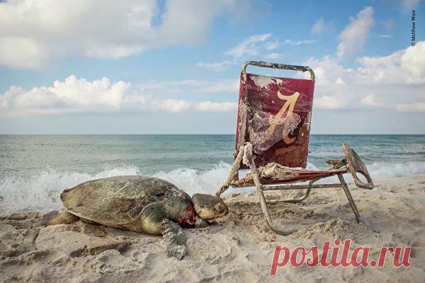 Самые эффектные снимки конкурса Wildlife Photographer of the Year - РИА Новости, 10.09.2019