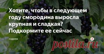 Хотите, чтобы в следующем году смородина выросла крупная и сладкая? Подкормите ее сейчас