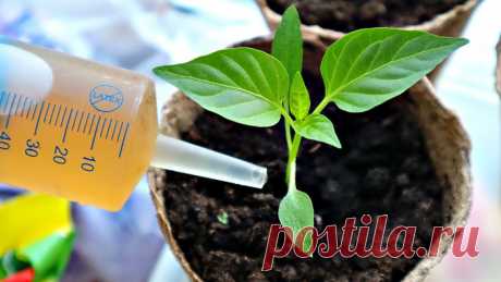 Подкормка рассады - когда и чем удобрять рассаду для хорошего роста.