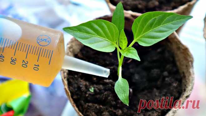 Подкормка рассады - когда и чем удобрять рассаду для хорошего роста.