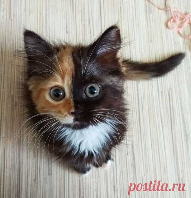 Подборка очень прикольных фотографий - МирТесен