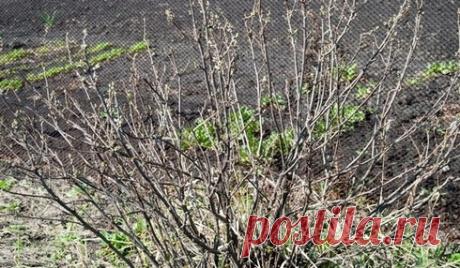 ЧТО НУЖНО СДЕЛАТЬ ДЛЯ БОГАТОГО УРОЖАЯ СМОРОДИНЫ — 6 соток