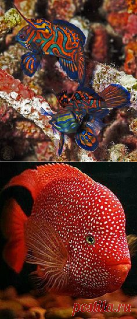 (204) awesome little fish | fishies