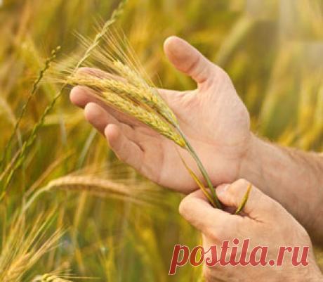 rich-КопилкаКак прорастить пшеницу для еды в домашних условиях