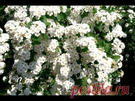 Спирея Вангутта | Spiraea vanhuttei - YouTube