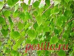 От болей спасаюсь в ванне | Друг пенсионера
Полиартритом страдаю несколько лет. Знаю, что в моем возрасте выле­читься от такой болезни практически невозможно