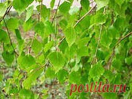 От болей спасаюсь в ванне | Друг пенсионера
Полиартритом страдаю несколько лет. Знаю, что в моем возрасте вылечиться от такой болезни практически невозможно