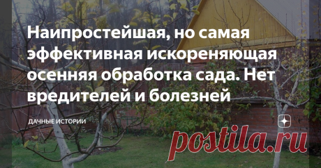Наипростейшая, но самая эффективная искореняющая осенняя обработка сада. Нет вредителей и болезней