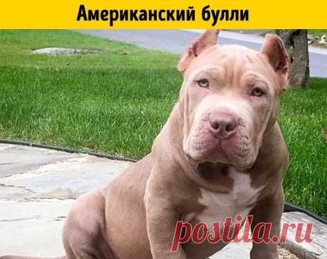 Породы собак, о которых никто не знает / Питомцы