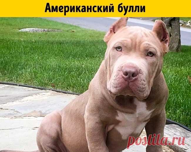 Породы собак, о которых никто не знает / Питомцы