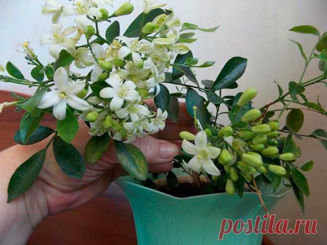 Комнатное растение Мурайя (Murraya). Род, включающий около 12 видов деревьев и кустарников, назван в часть шведского ботаника Д. Муррея (1740-1791). Представители рода встречаются на территории Юго-Восточной Азии и Полинезии. Родина растения - Индонезия, Филиппины, Полинезия. Высота растений в природе может достигать 3,5 м. В комнатных условиях размеры этого кустовидного деревца скромнее. Цветение обычно происходит летом.