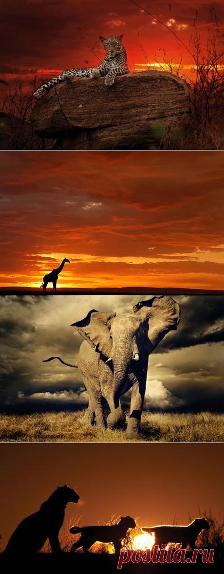 (+1) тема - Удивительный животный мир Alex Bernasconi ! | УДИВИТЕЛЬНОЕ